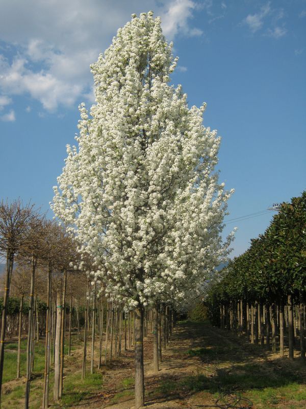 Ukrasna kruška - Urban Garden