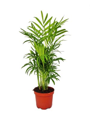 Brdska bambus palma