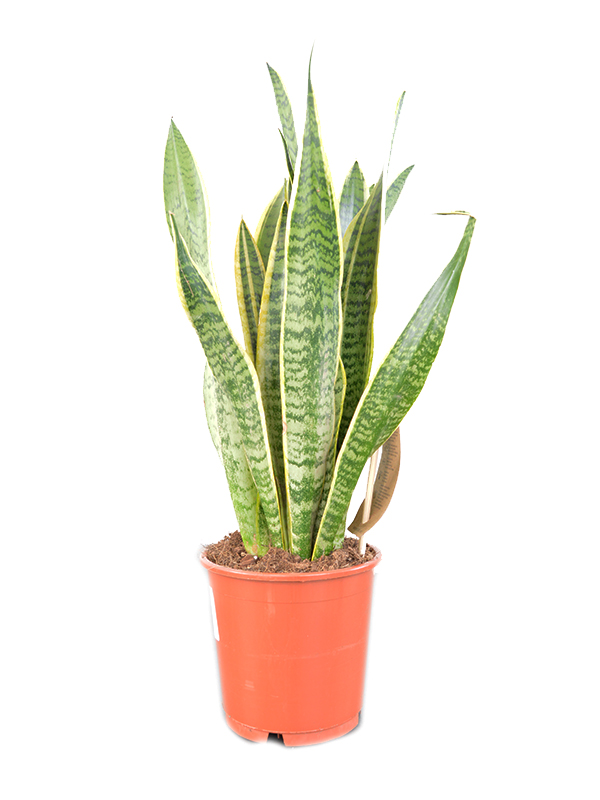 Sanseveria Laurentii