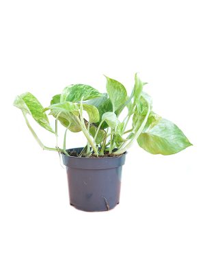 Epipremnum 'Marble Queen'