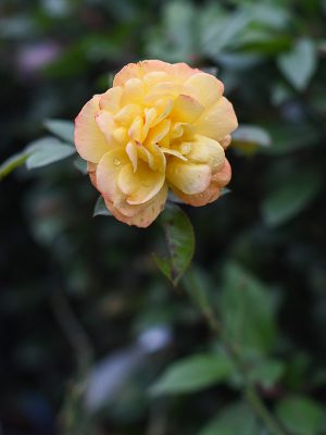 Ruže Penjačice