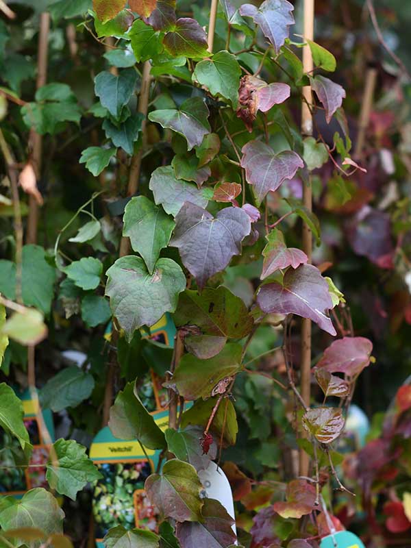 Puzavice za terase, ograde i bašte - Urban Garden