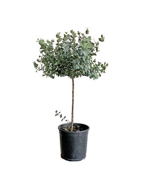 Eukaliptus 'Gunny'