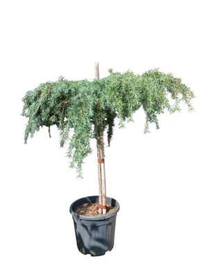 Himalajski kedar 'Feeling blue'