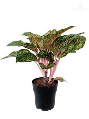 Aglonema