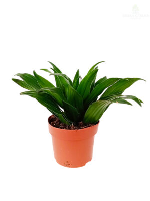 Dracena 'Compacta'