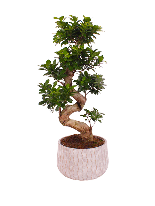 Bonsai fikus