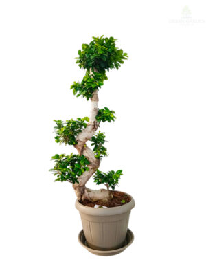 Bonsai fikus