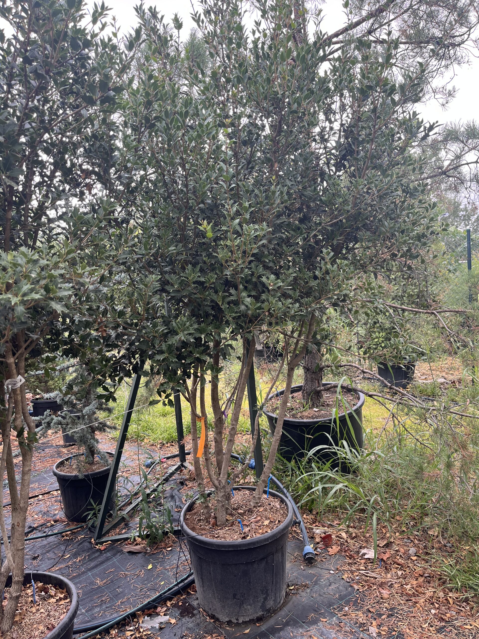 Osmantus multistem