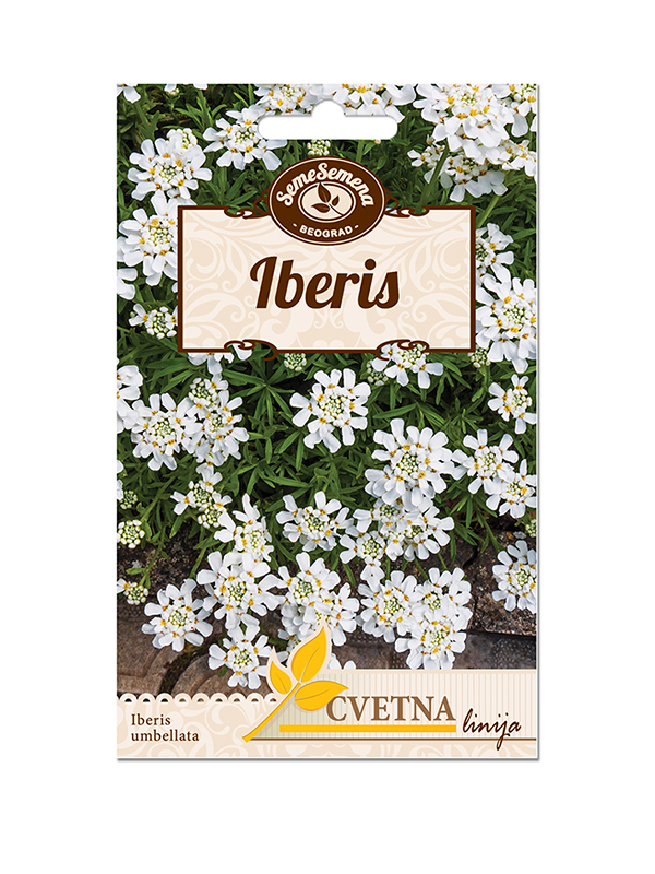 Iberis