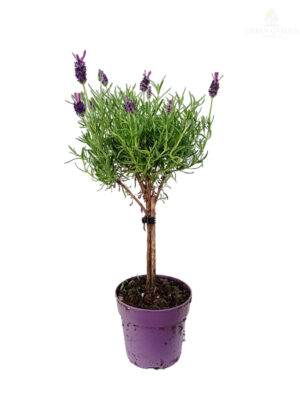 Lavanda na štapu
