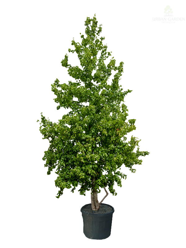 Likvidambar multistem