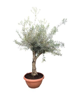 Maslina