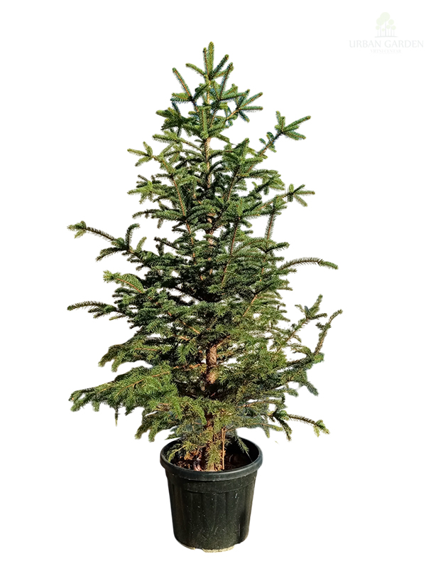 Novogodišnja jelka u busenu