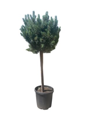 Bor 'Wallichiana'