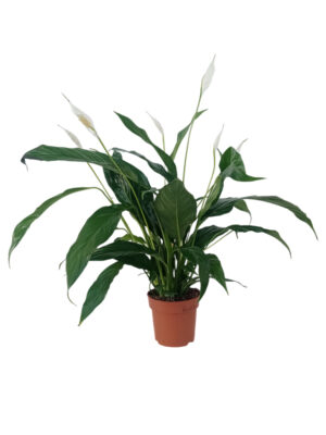 Spathiphyllum