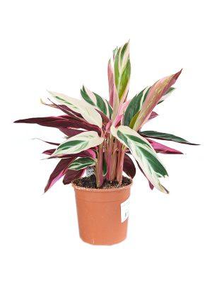 Stromante 'Triostar'
