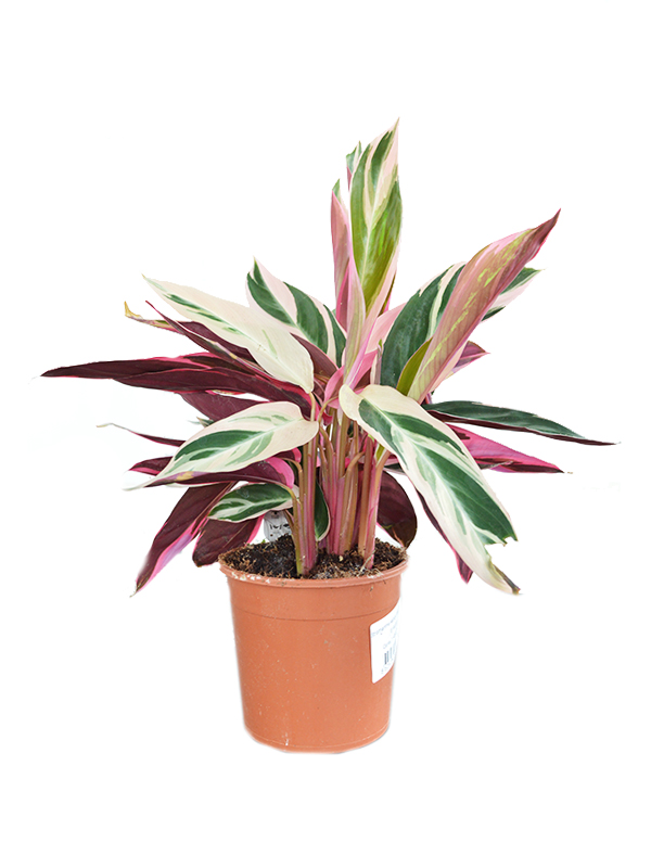 Stromante 'Triostar'