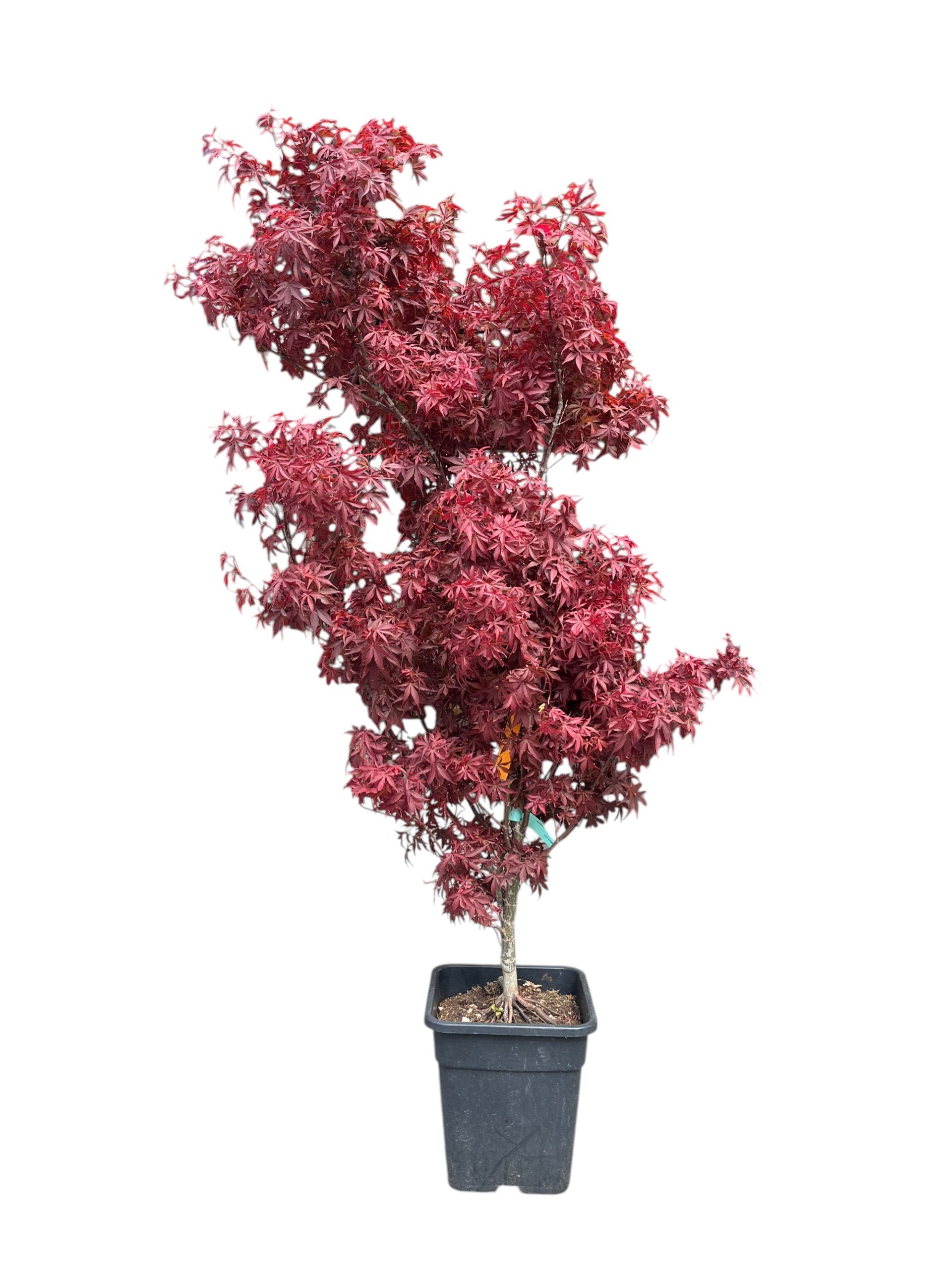 Japanski javor 'Skeeter's Broom'