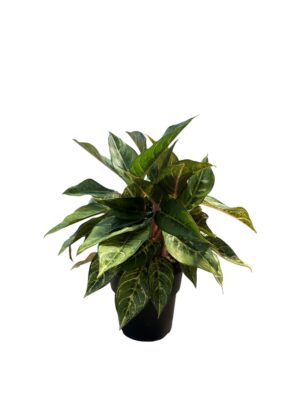 Aglonema