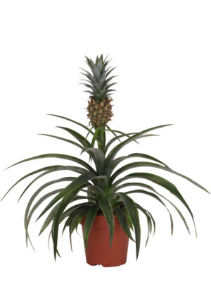 Ananas