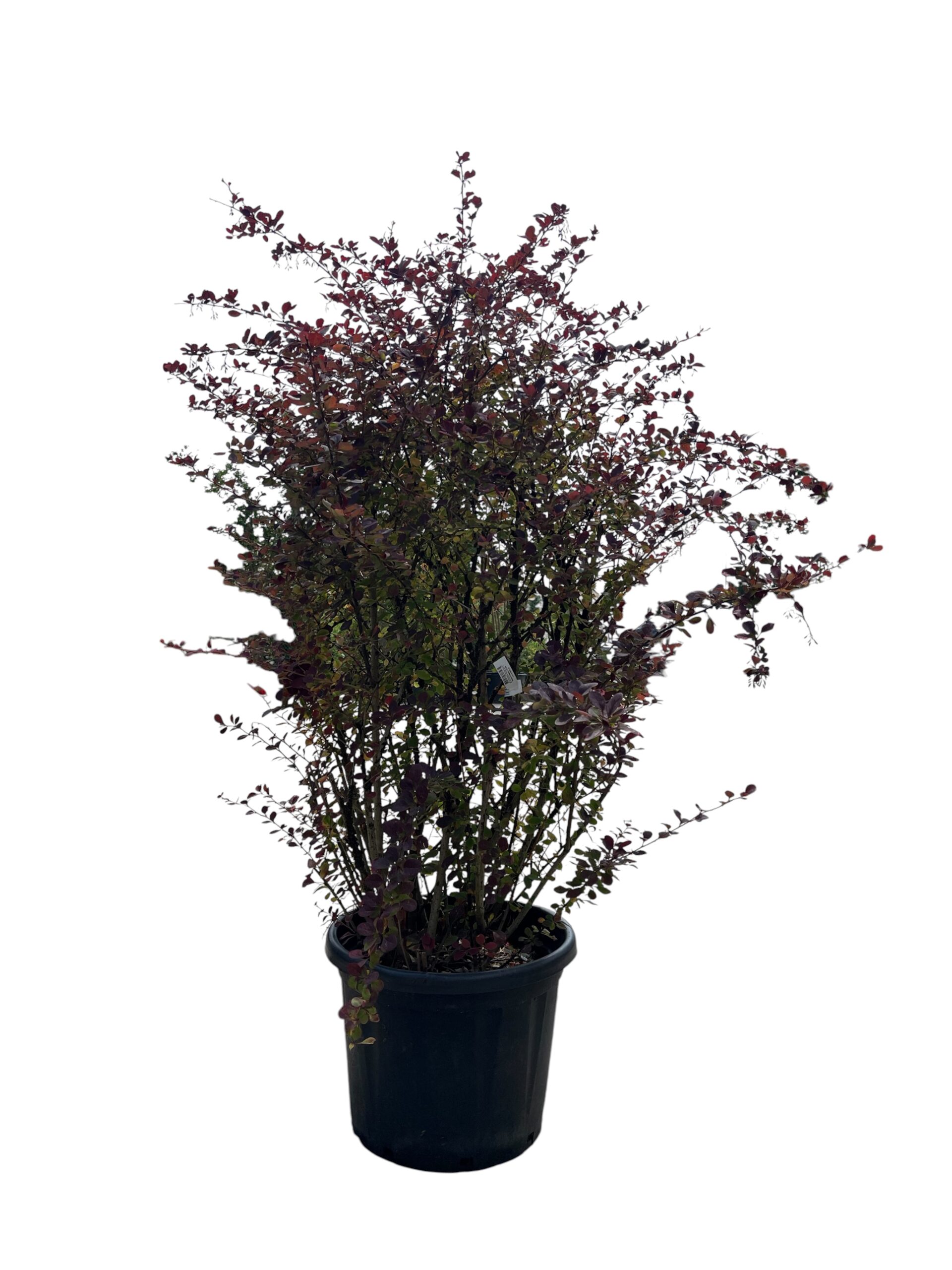 Berberis 'Superba'