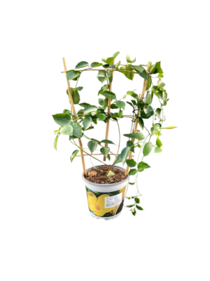 Brazilski jasmin 'Rio Grande Yellow'