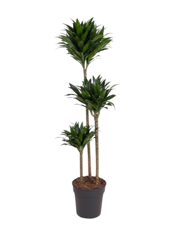 Dracena 'Compacta'