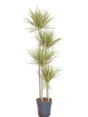 dracena bicolor