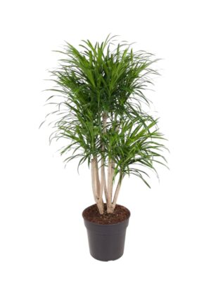 Dracena 'Anita'