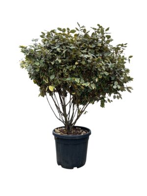 Eleagnus 'Viveleg'