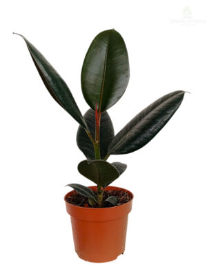 Fikus elastica 'Robusta'