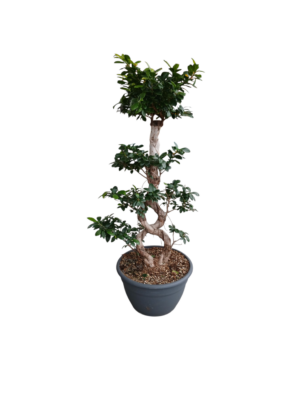 Bonsai fikus