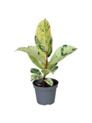 Fikus 'Shivereana'