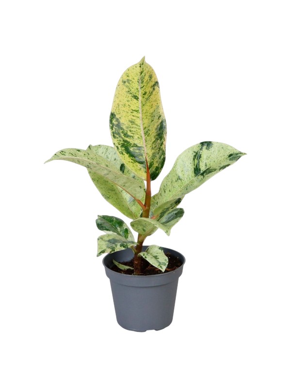 Fikus 'Shivereana'