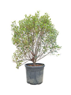 Photinia Red Robin