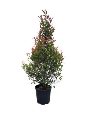 Fotinija 'Robusta Compacta' kupa