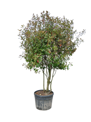 Fotinija multistem