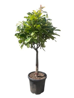 Fotinija 'Pink Marble'