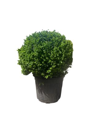 Ilex crenata 'Glory gem'