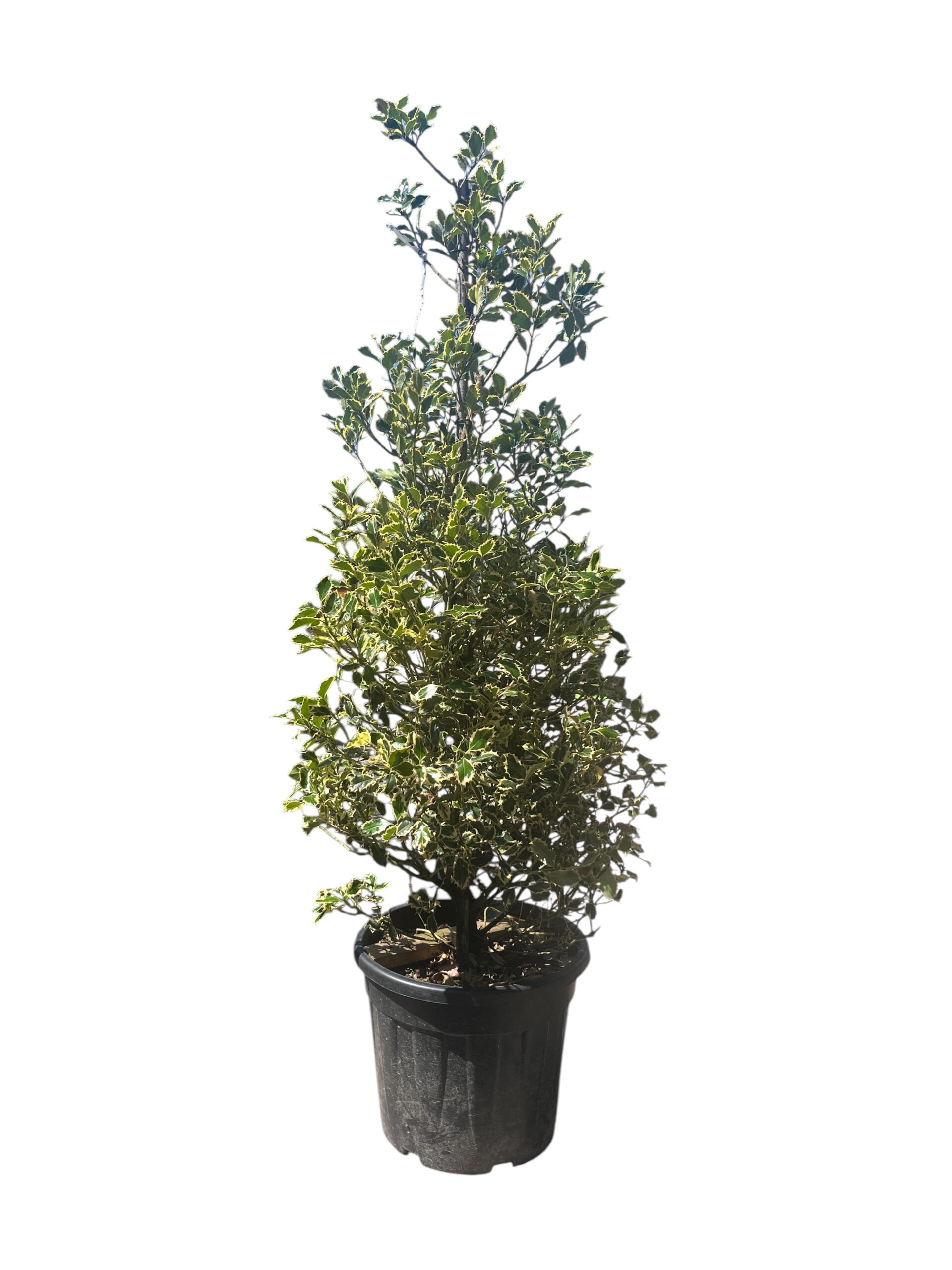 Ilex kupa