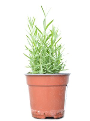 Lavanda fi11