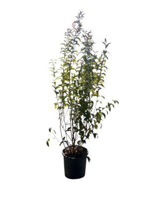 Ligustrum