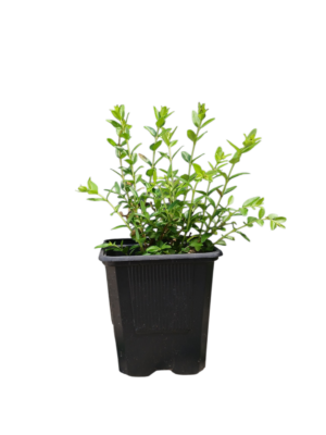 Lonicera