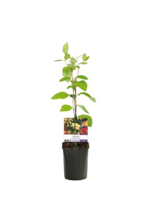 Lonicera / Orlovi nokti