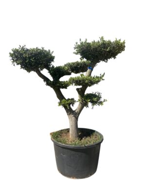 Maslina