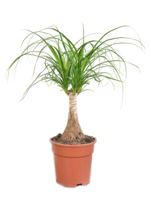 Nolina / Slonovo stopalo