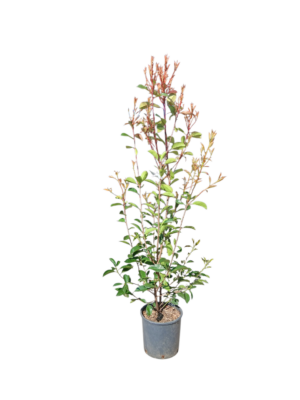Fotinija (Photinia fraseri)