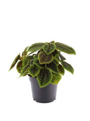 Pilea mollis