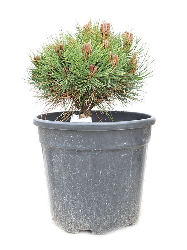 Crni bor 'Pierrick Bregeon'